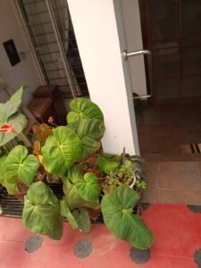 house whatsapp image 2026 08 25 at 10.29.29 am